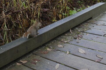 Ground squirrel on a wooden pathway