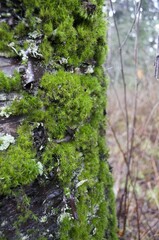 Moss covered tree bark with lichen in the forest