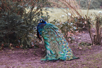 Peacock in the Jever park