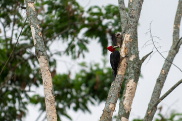 king woodpecker in activity on the tree