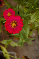 cactus pink flowers in the garden