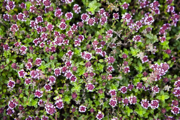 Thyme sprigs with flowers texture background, top view. Fresh thyme herb closeup