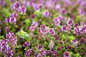 Obraz premium Thyme herb with flowers, blurred background. Fresh thyme sprigs closeup, aromatic herbs