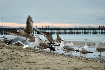 flock of seagulls on the winter beach