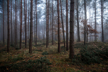 Morning in the forest