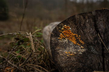 Small mushrooms growing on a cut bough in the forest
