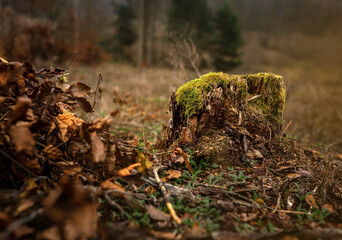 Old stump overgrown with moss