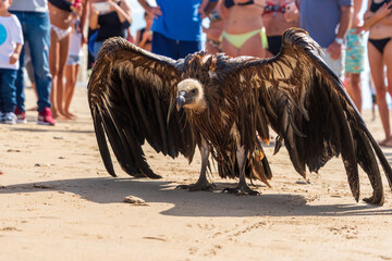 Very wet cold and tired griffon vulture, just rescued from the Atlantic Ocean where he crashed and couldn't get out, Cádiz, Andalusia, Spain