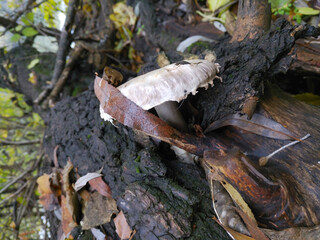 a beautiful mushroom with a large white cap grew out of a fallen tree trunk. damp weather and autumn time for picking mushrooms in the forest. dangerous poisonous mushrooms
