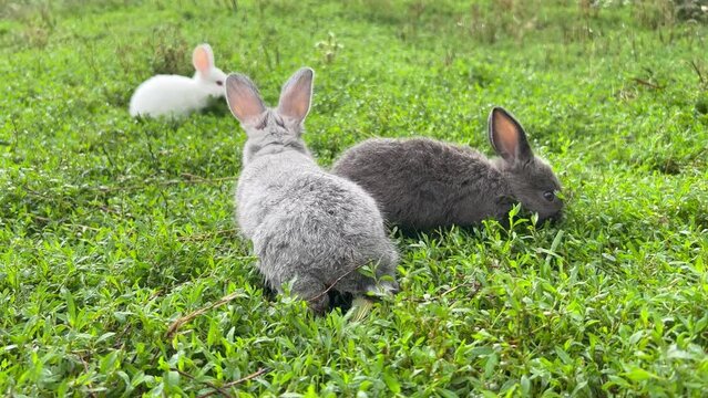 A group of young rabbits run and graze on green grass in the middle of a meadow on a sunny spring day.