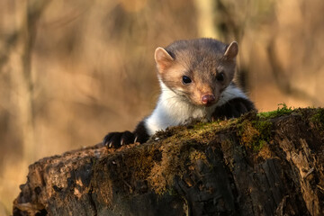 Beech marten or Martes foina also known as stone marten or white-breasted marten