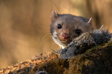 Beech marten or Martes foina also known as stone marten or white-breasted marten