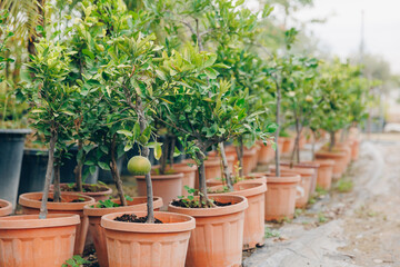 Gardening shop, greenhouse cactus plant nursery for garden decoration. Business for sale and selection of shrubs, botanical trees