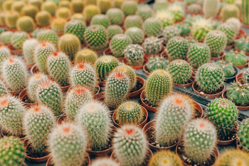 Gardening shop Industrial greenhouse various cactus plants in different pots