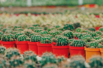 Gardening shop, Collection of various cactus plants in different pots