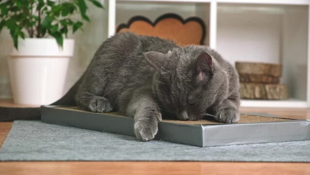 A gray cat is playing on a scratching post. Cardboard scratching post. A gray cat is caressing on a scratching post. A cat sniffs cat grass on a scratching post.