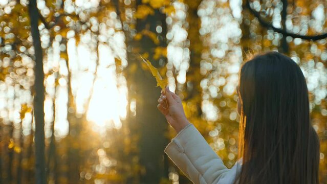 Unrecognized woman with dark long hair enjoys autumn sun in the park. Lady turns the leaf of maple tree against sunbeams.