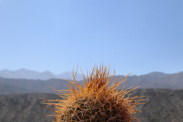 cactus in a desert landscape, northern argentina.