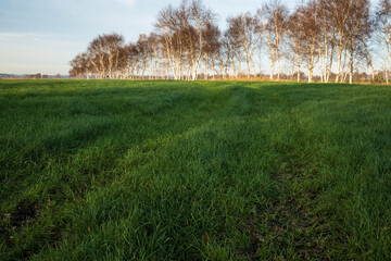 Field with green grass, against the background of birches in the rays of the setting sun, in autumn