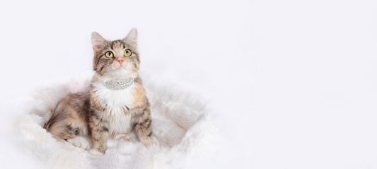 Cute Kitten sitting in her fur white cat bed. Comfortable pet sleep at cozy home. Portrait of Cat...