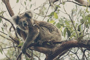 koala bear in a eucalyptus tree, Australia kangaroo island
