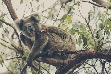 Wandcirkels aluminium koala bear in a eucalyptus tree, Australia kangaroo island © vaun0815