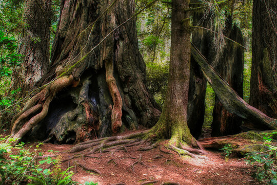 Mystical Clearing Featuring Ancient Gnarly Tree In The National Redwood Forest, Oregon