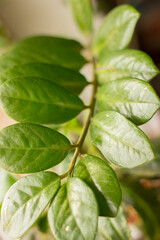 close up of a green leaf