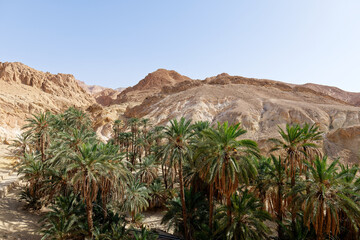 Fototapeta na wymiar View of Chebika Oasis in Tunisia with palm trees and mountain in the background. Travel destination. Holidays and relaxing in the desert. Tourism and adventurous life. 