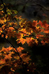 Back lit colorful leaves on an autumn day with  a dark colored background.