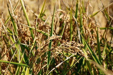 Closeup of rice crop and rice grain. Industrial agriculture and farming. Tagus Estuary Natural Reserve. Native Rice of Portugal. 
