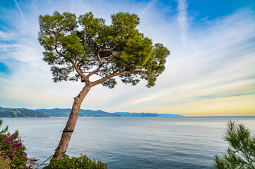 Maritime Pine on the ligurian shore