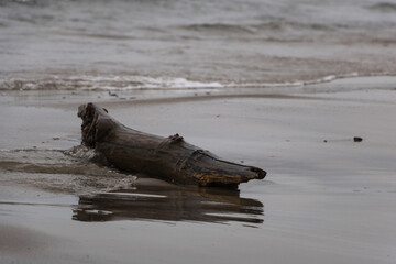 Driftwood on the shore of Lake Ontario
