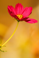 Obraz premium Pink Cosmo Flower with Personality