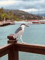 seagull on pier by Riskallah