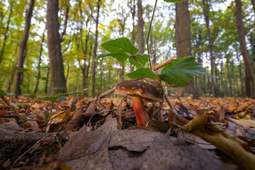 Edible mushroom in fallen hornbeam leaves.