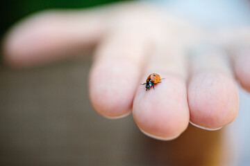 Ladybug on hand