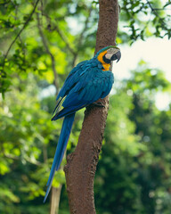 Macaw