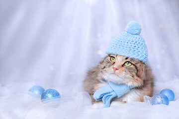 Cute Cat in a blue hat and scarf on a blue background. Christmas card. New Year concept. Cat with...