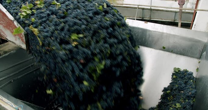 Wine factory, grape processing metal machine squeezing. Grape harvest. Squeeze The Grape With The Press. Stemmer crusher crushing grapes at a winery. Red grapes in the grape crusher machine.
