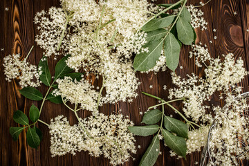 A bunch of freshly cut white inflorescences of healing black elderberry picked in the spring for making potions and drinks, or lemonade for a healthy diet
