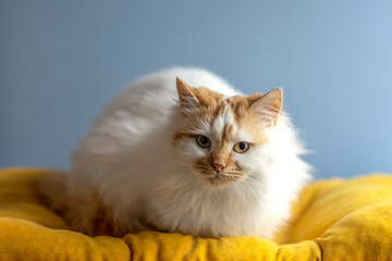 A beautiful fluffy cat sits on a yellow pillow.