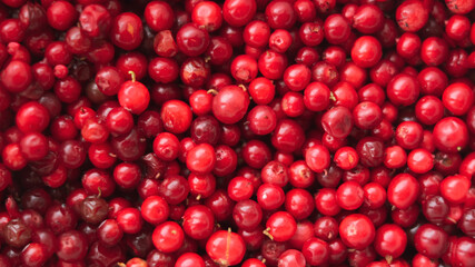 Close-up texture of cowberry berries. Natural background.