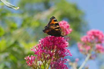 Small tortoiseshell butterfly (Aglais urticae) sitting on a pink flower in Zurich, Switzerland