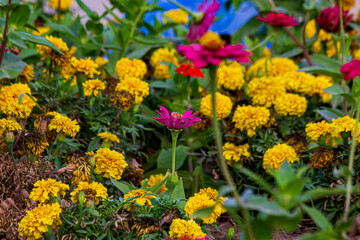 Obraz premium yellow flowers