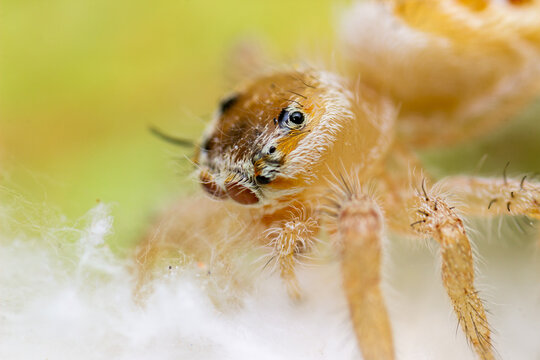 spider on a leaf