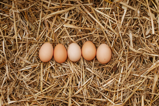 Row of five eggs on hay