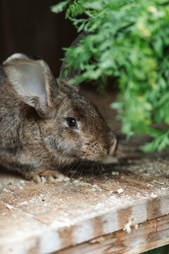 Brown rabbit in box on farm