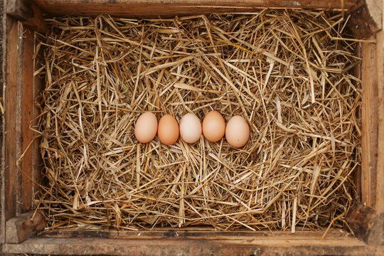 Line of five eggs in wooden box with hay