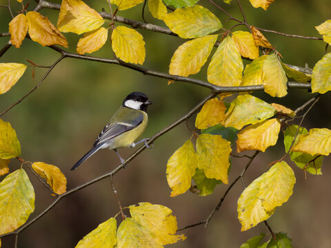 Great Tit, Parus Major